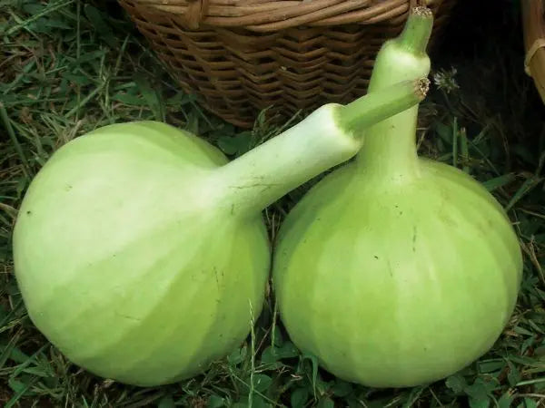 Thai Bottle Gourd Lagenaria siceraria seeds for garden planting